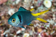 Chromis torquata