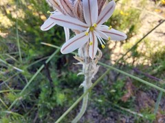 Trachyandra hirsutiflora