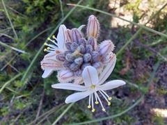 Trachyandra hirsutiflora