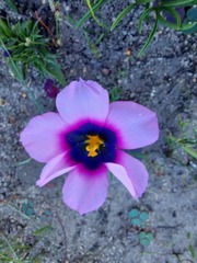 Moraea melanops