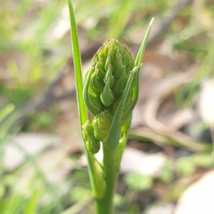 Asparagales