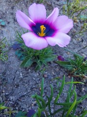 Moraea melanops