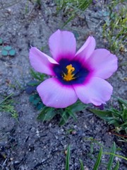 Moraea melanops