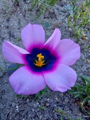 Moraea melanops