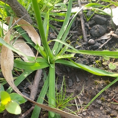Asparagales