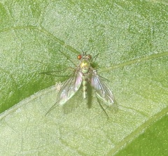 Chrysosoma