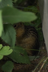 Ictidomys tridecemlineatus
