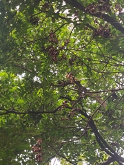 Adenanthera pavonina