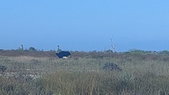 Struthio camelus australis