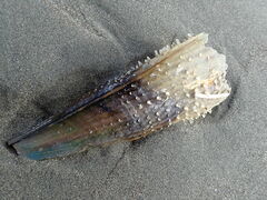 Atrina zelandica