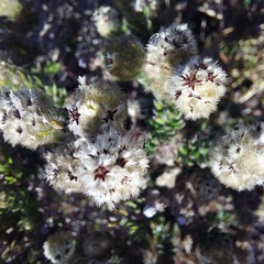 Phylica strigosa elongata