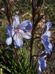 Aristea spiralis