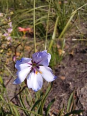 Aristea spiralis
