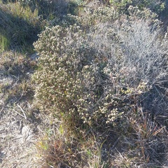Phylica strigosa elongata