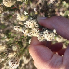 Phylica strigosa elongata