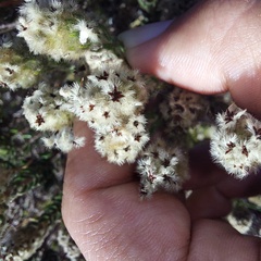 Phylica strigosa elongata