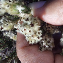 Phylica strigosa elongata