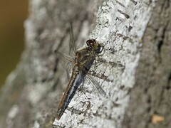 Sympetrum danae
