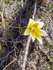 Gladiolus trichonemifolius