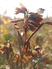 Trifolium lupinaster