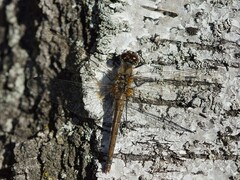 Sympetrum danae