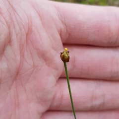 Xyris pauciflora