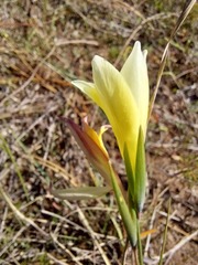 Gladiolus trichonemifolius