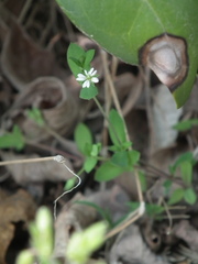 Stellaria alsine