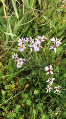 Tripolium pannonicum