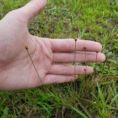 Xyris pauciflora