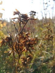 Trifolium lupinaster