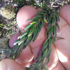 Phylica strigosa elongata