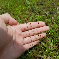 Xyris pauciflora