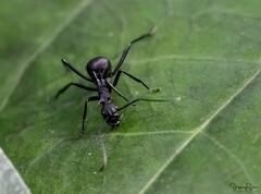 Myrmhopla