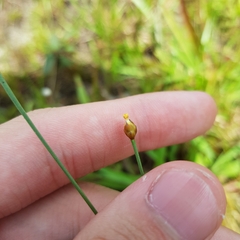 Xyris pauciflora