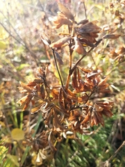 Trifolium lupinaster