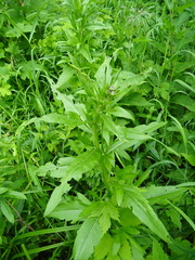 Cirsium arvense integrifolium