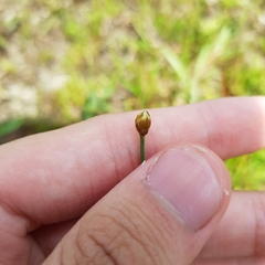 Xyris pauciflora