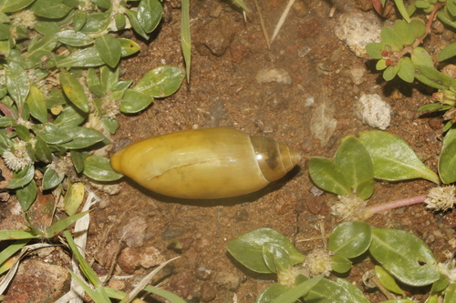Streptostyla potosiana