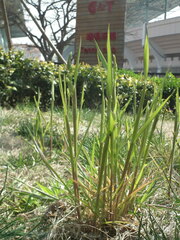 Beckmannia syzigachne