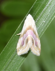 Eublemma cochylioides