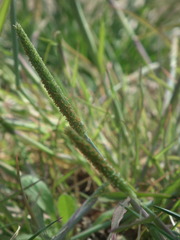 Alopecurus japonicus