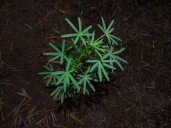 Lupinus angustifolius