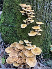 Armillaria