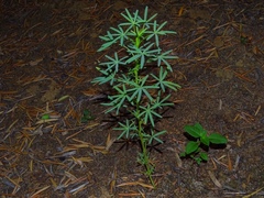 Lupinus angustifolius