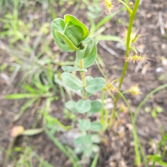 Pimelea humilis