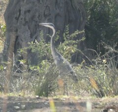 Ardea melanocephala