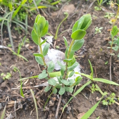 Pimelea humilis