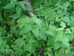 Parasenecio hastatus