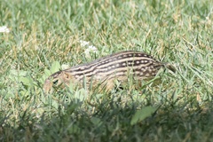 Ictidomys tridecemlineatus